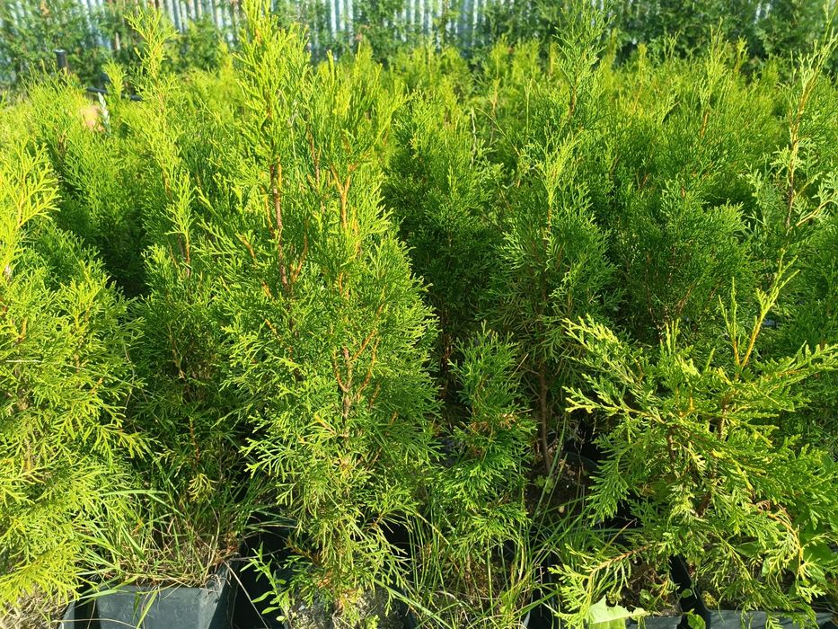 Tuje brabant 80cm, tuje szmaragd 90cm z doniczek, ostatni dzwonek!!!