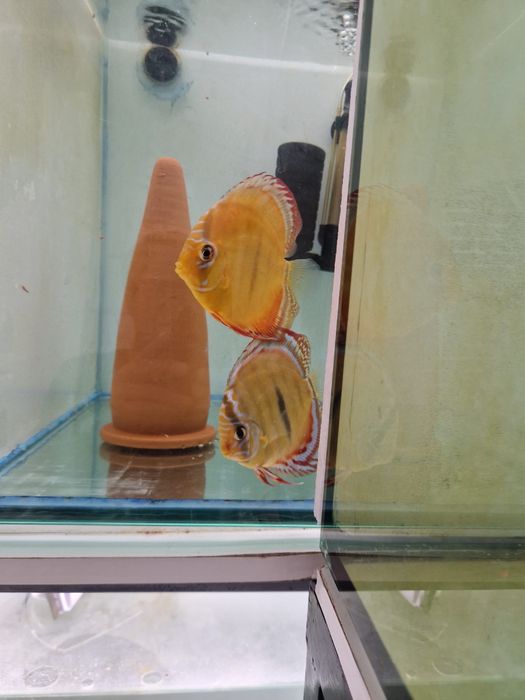 Discus Cuipeua Ica
