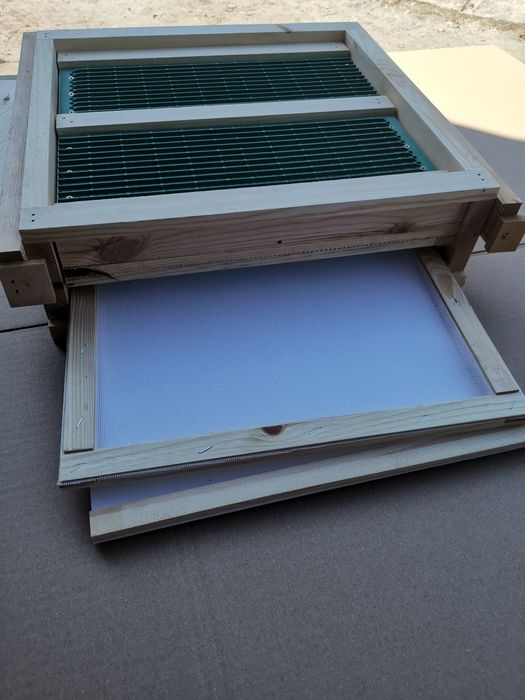 Dennica wielkopolska,