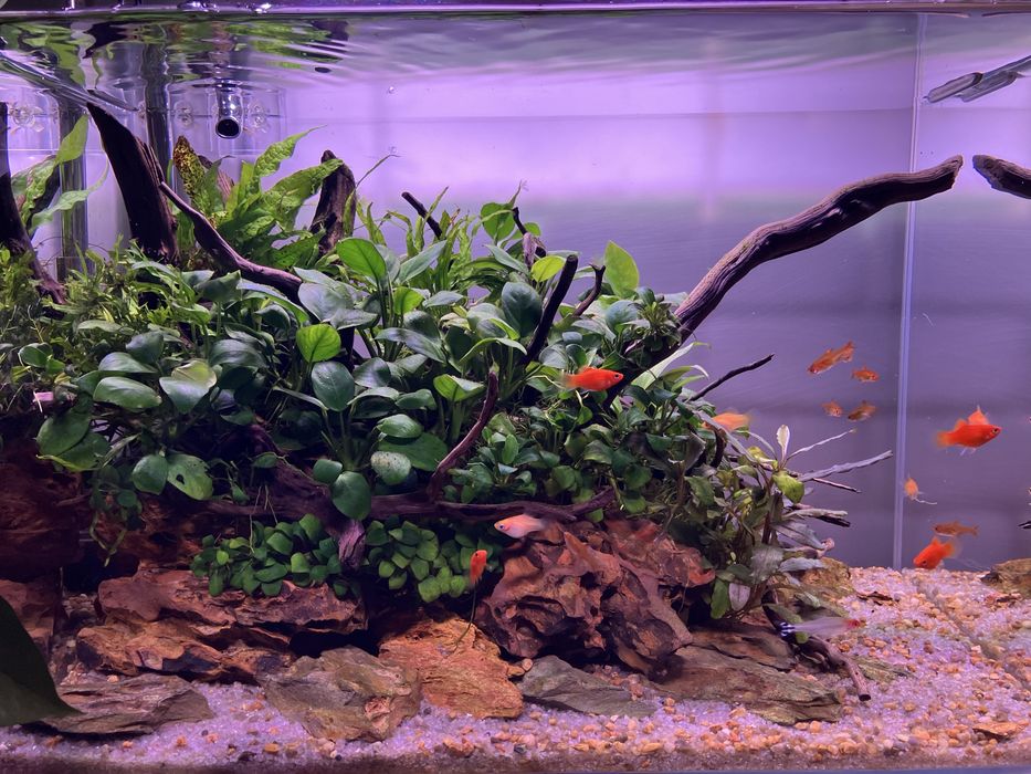 Аквариум Aquascape