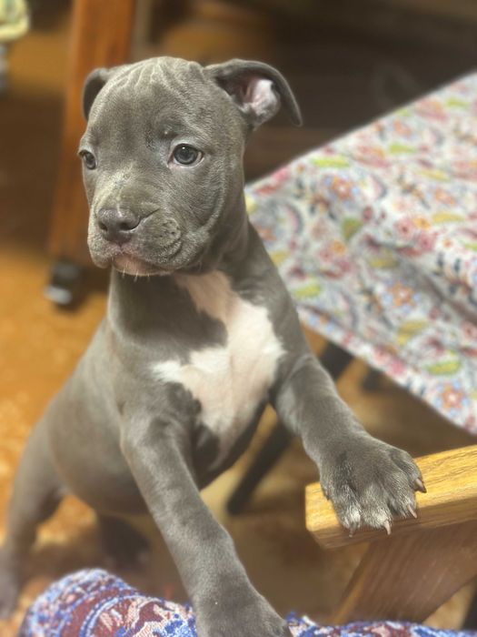 Дівчинка красуня АСТ американського стаффордширського тер'єра блакитна