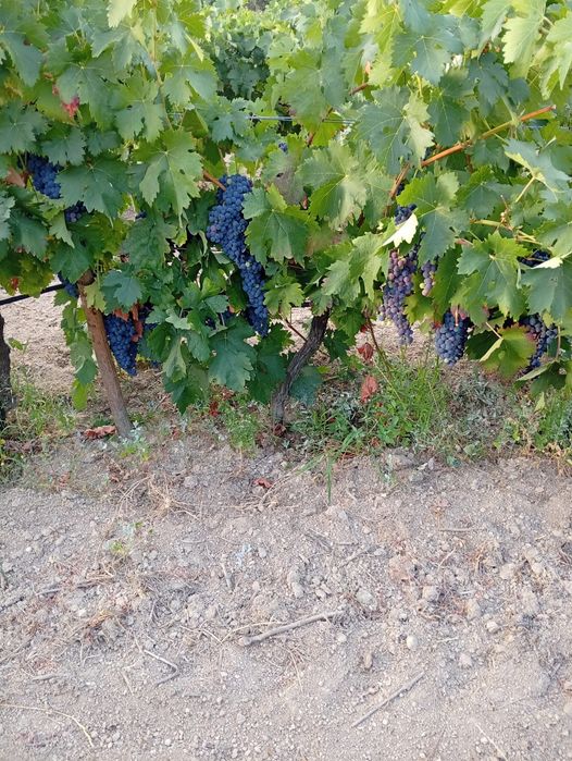 Uvas - Sirah, Tinta Roriz, Alicante bouschet