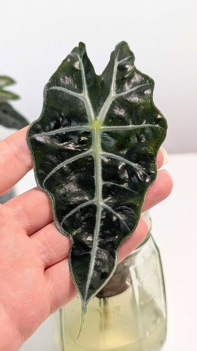 Alocasia Alokazja Polly Sadzonka