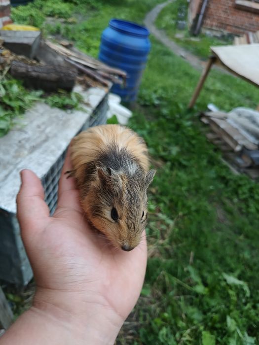 Świnki morskie (rasa kawia domowa)