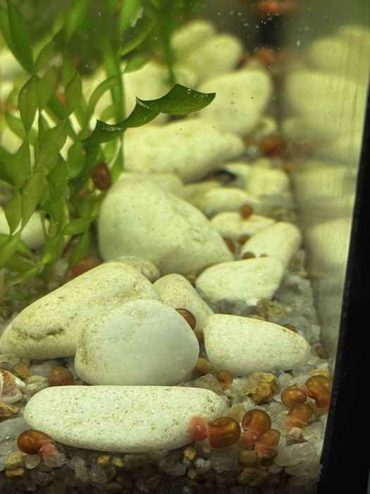 Улитки бесплатно