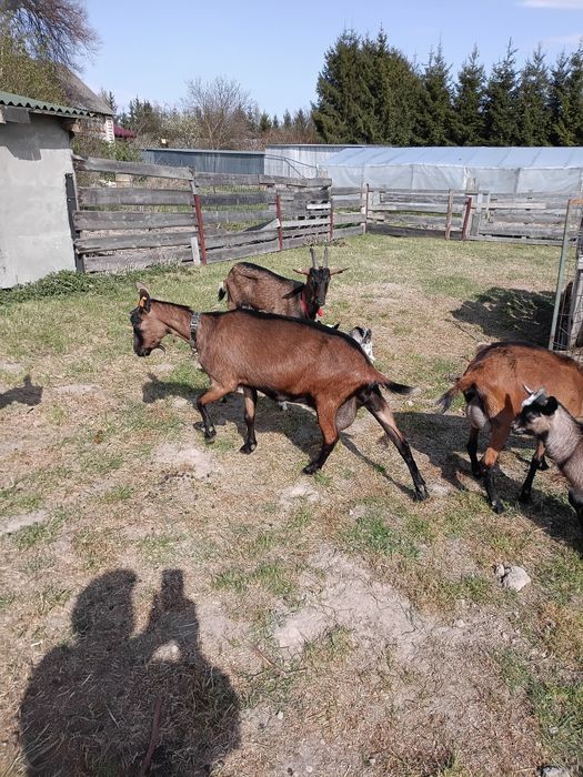 Koza Alpejska po 4 miocie