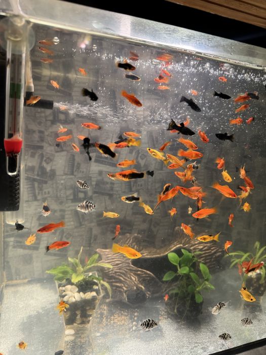 Продаються рибки