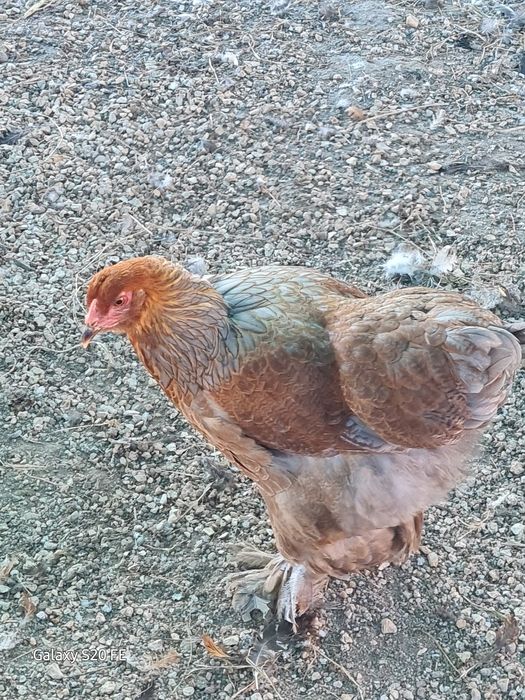 Galos e galinhas  brahma