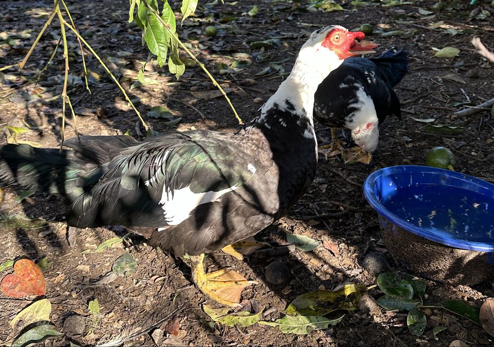 Pato adulto comestível