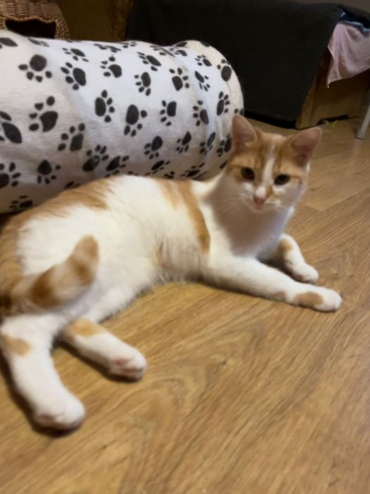 Ruda roczna kotką szuka domu niewychodzącego