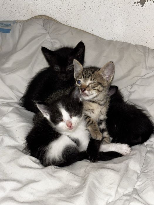 Gatinhos para dar