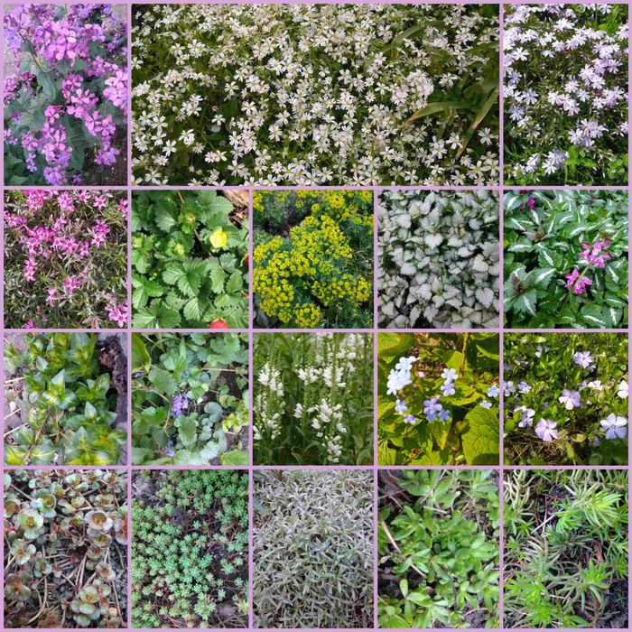 Садовые и комнатные растения