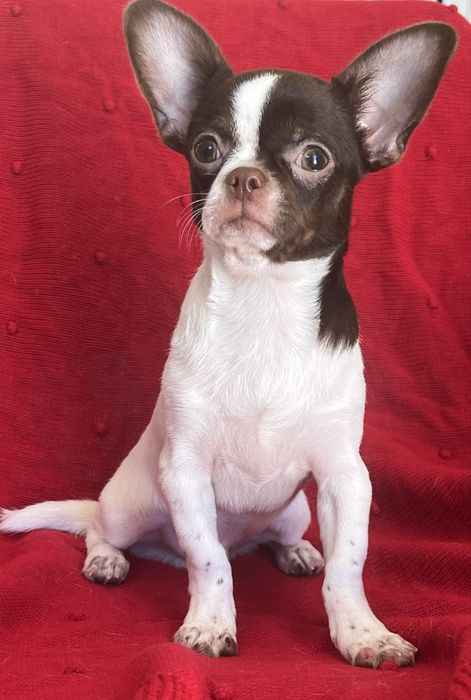Chihuahua Macho  Pelo Curto