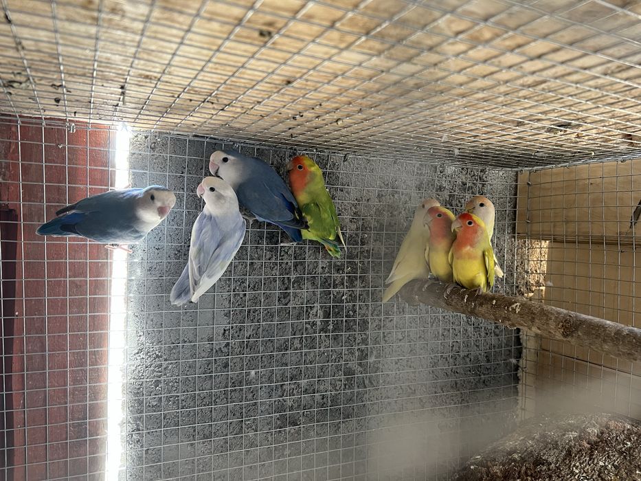 Varias aves disponiveis
