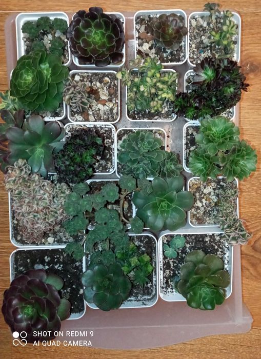 Продам излишки своих домашних цветов суккуленты эониум