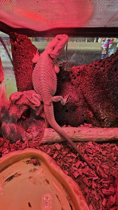 Agama brodata samiec .