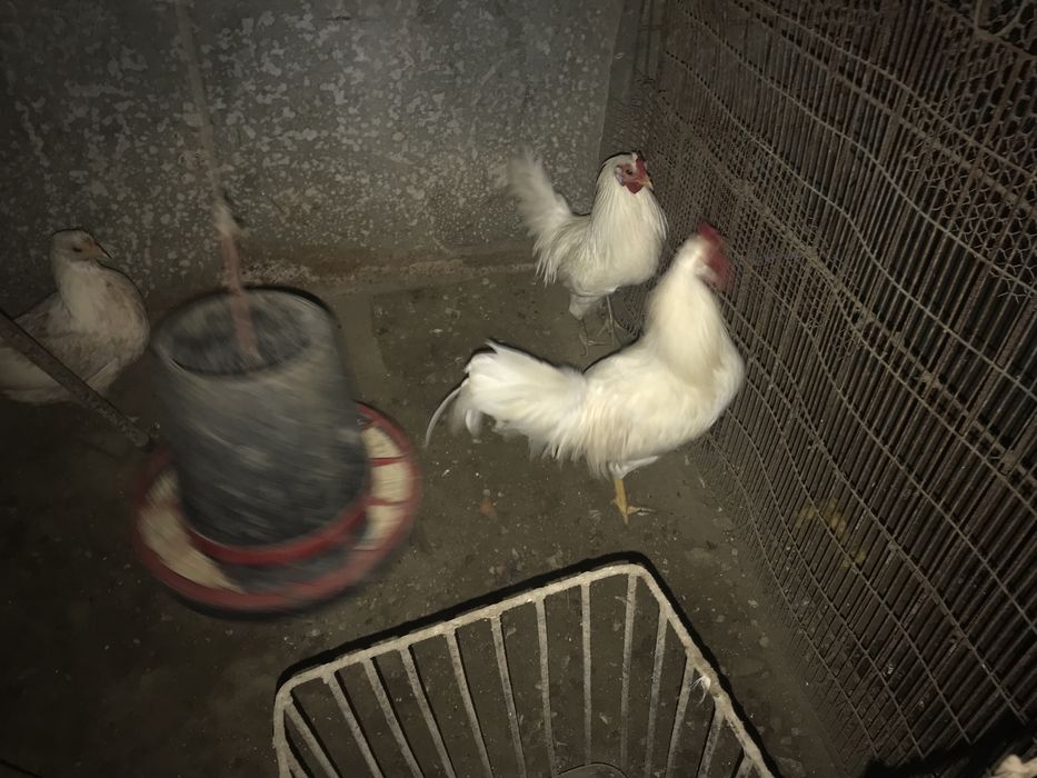 Trio de coquichos “palheiros”