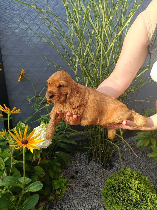 Cocker Spaniel - Gotowy Do Odbioru (Metryka,Szczepienia,Odrobaczone)