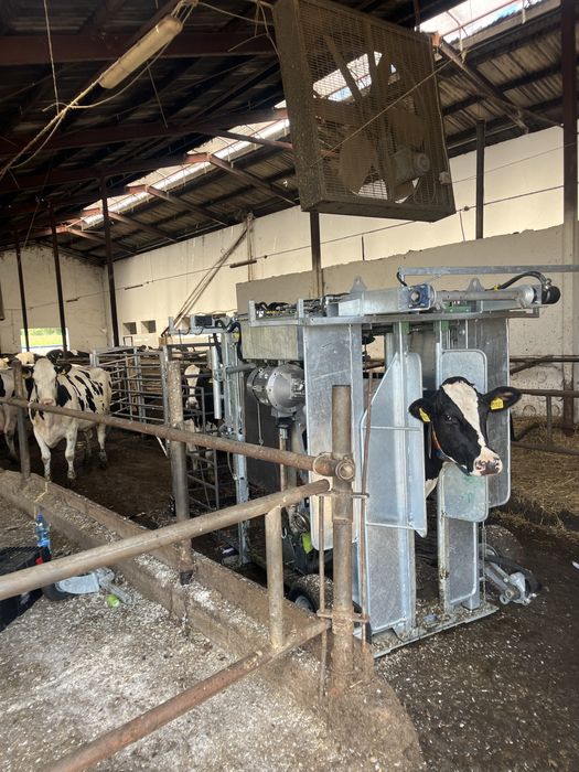 HoofCare Korekcja racic u bydła