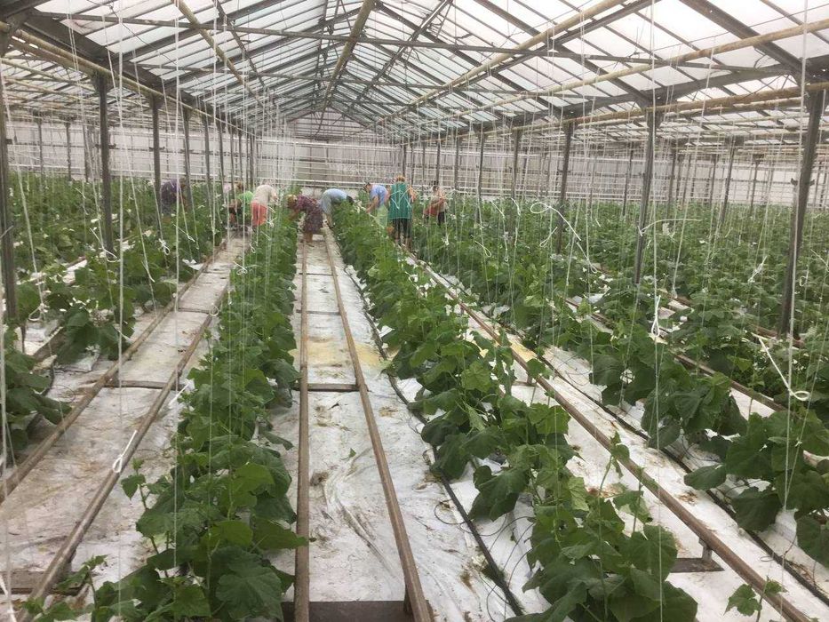 Продам Тепличний Комбінат в Івано-Франківській області