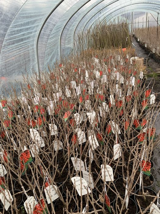 Porzeczka i Agrest Krzak i Na Pniu