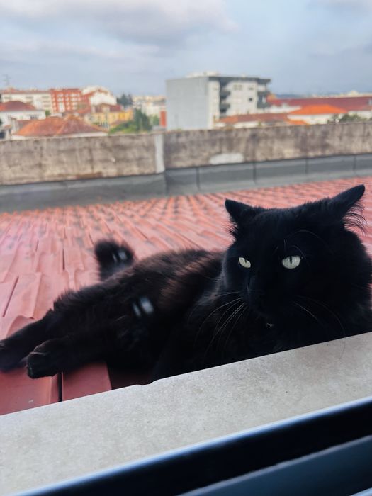 Gato macho  - doaçao