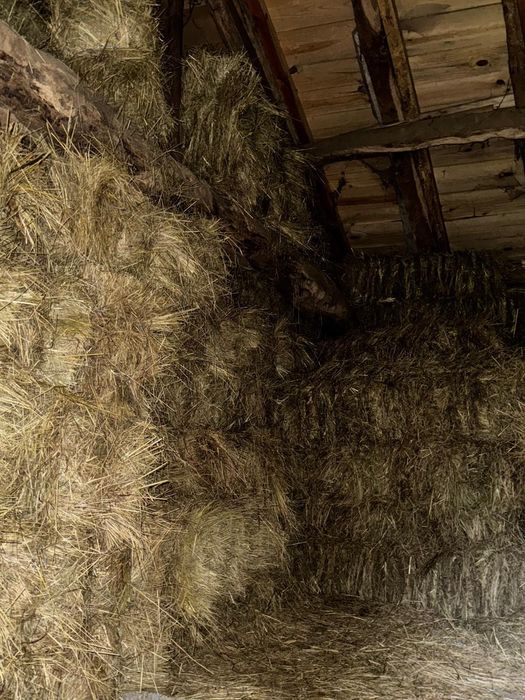 Feno para alimentação animal