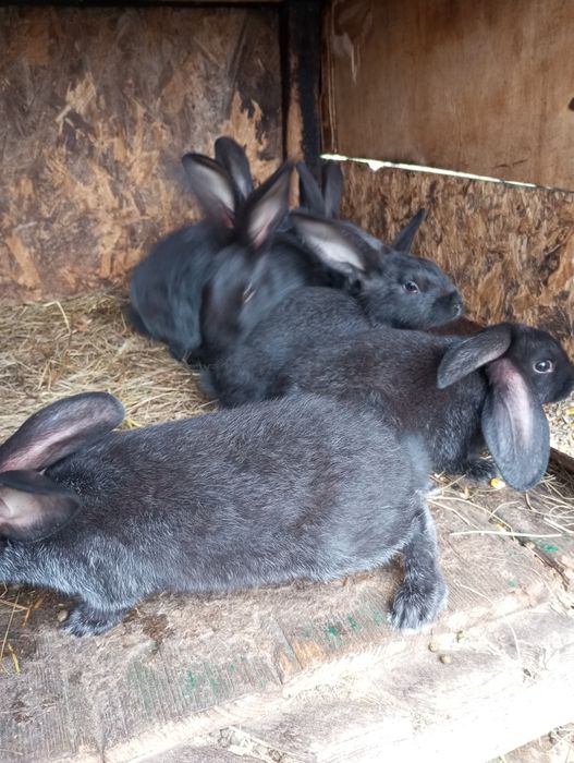 Кролі Полтавське срібло