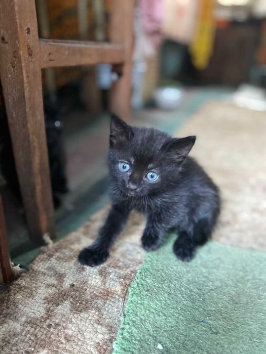 Кошенята шукають родину