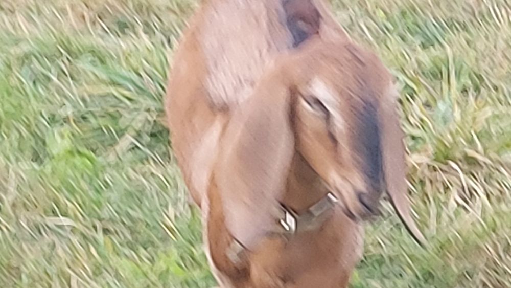 Козлята нубийские и заано - нубийскиее