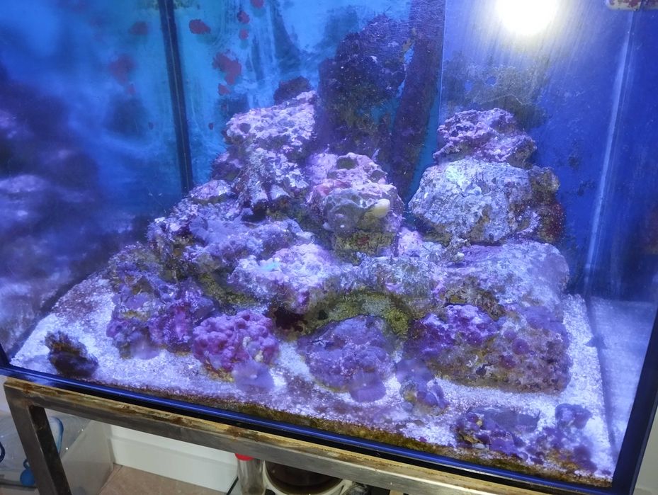 Aquário Agua Salgada 60x60x60 completo