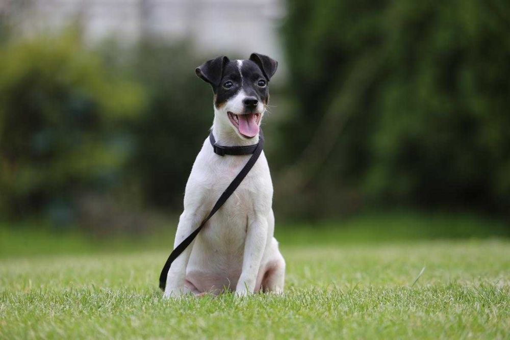 Jack Russel Terrier szczeniak