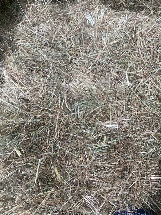 Сіно в тюках, лугове,  літо 2025.