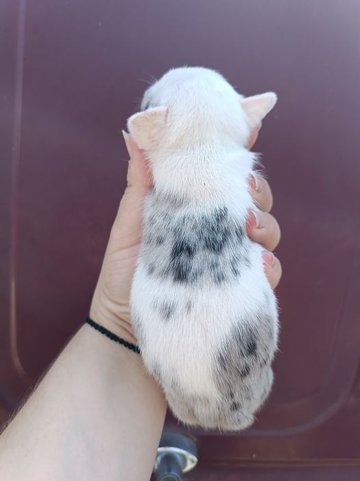 Француженки і французи високої якості цуценята