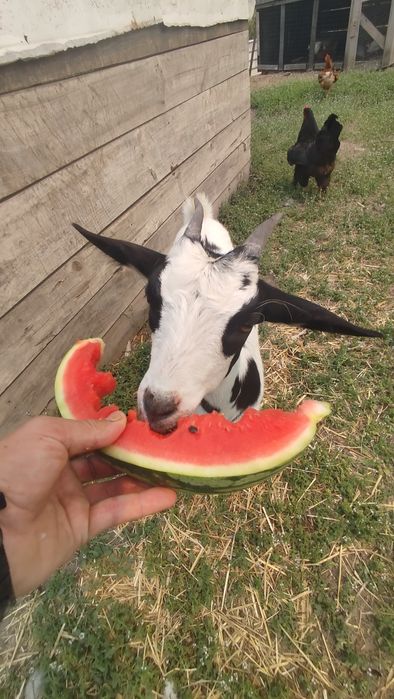 Cabra tamanho médio (Anã maior)