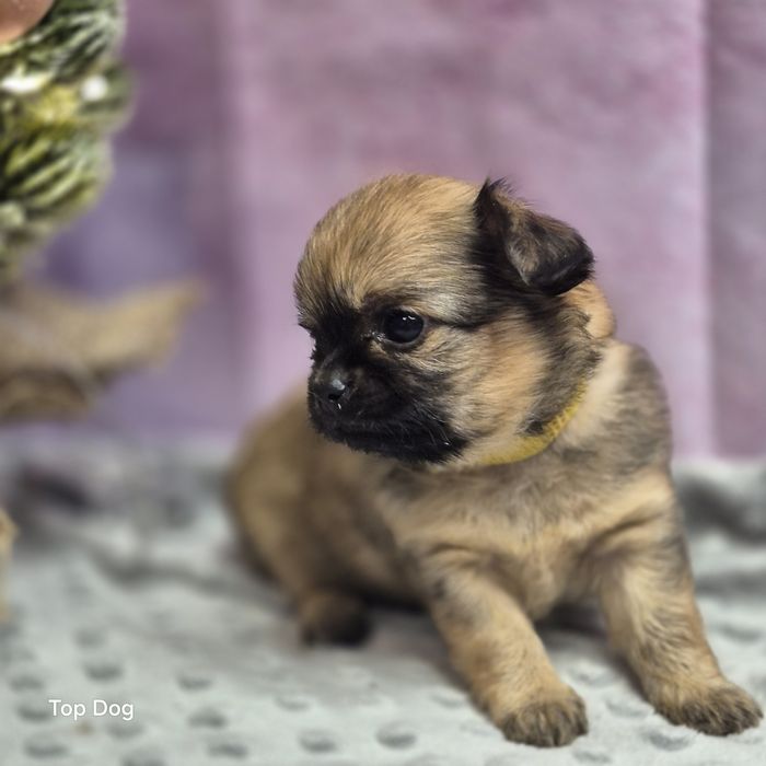 Chihuahua dziewczynka FCI