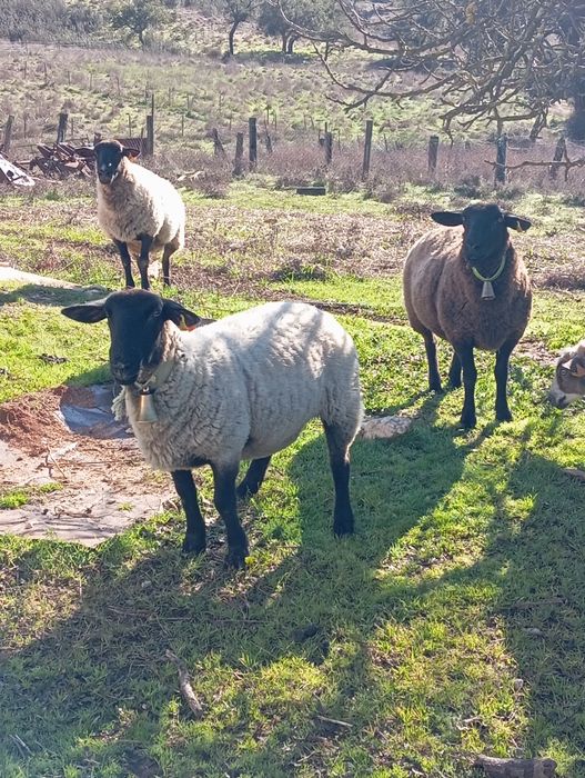 Três ovelhas para venda