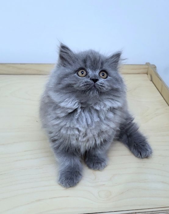 Koteczka szkocka prostoucha z rodowodem WCF