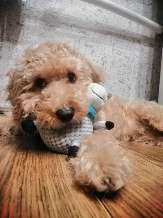 Карликовый (малый) пудель для вязки