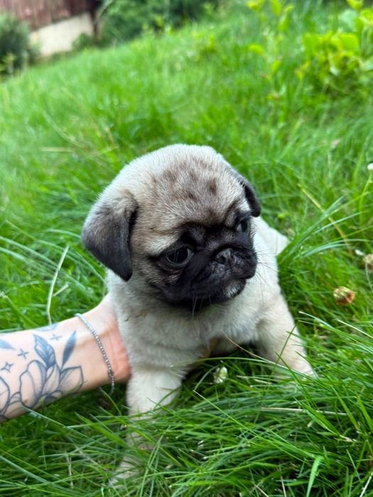 Mops Mopsik Mops