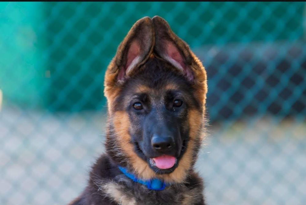 Щенок немецкой овчарки