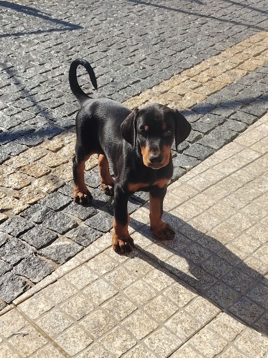 Excelente Dobermann