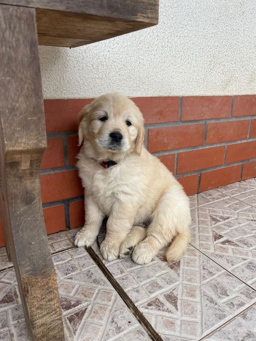 Golden Retriever qualidade!!