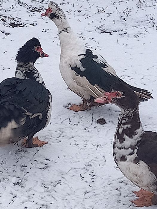 Мускусні качки цього року 3щт.