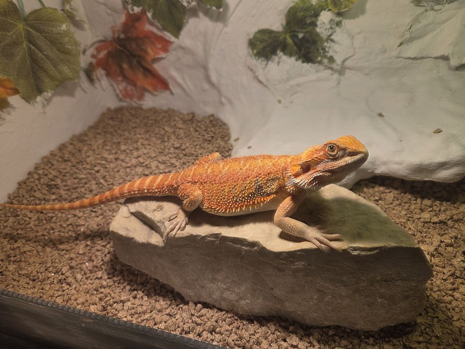 Agama Brodata Red Citrus