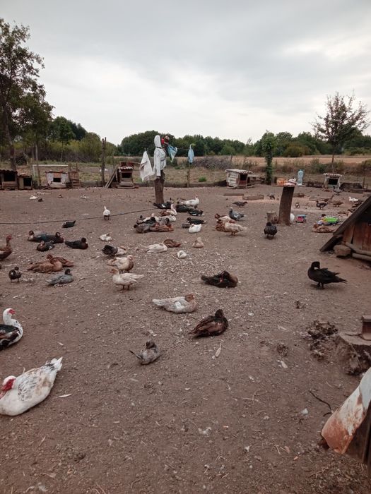 Продам уток разных возрастов