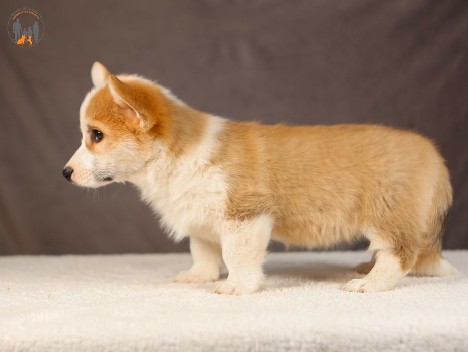 Welsh Corgi Pembroke ZKwP FCI rodzice przebadani
