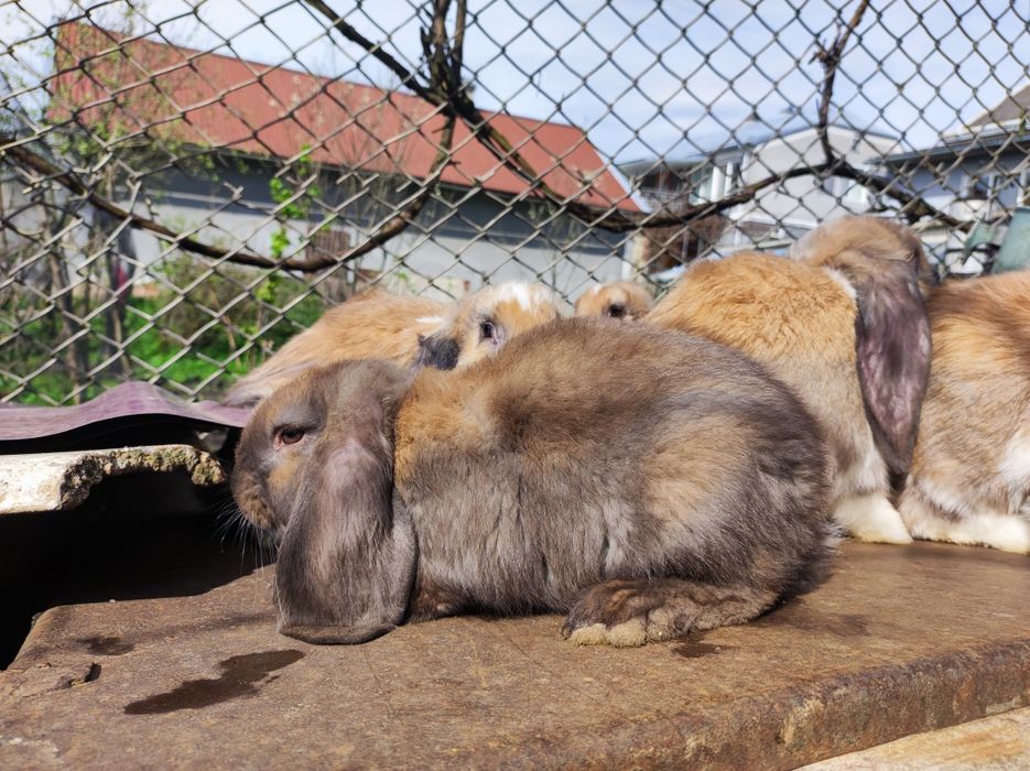 Кролі породи французький баран