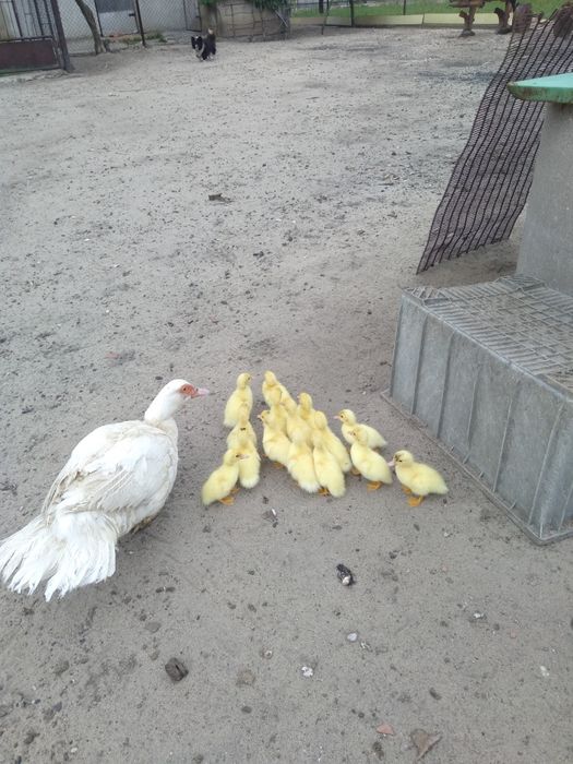 Sprzedam młode kaczki