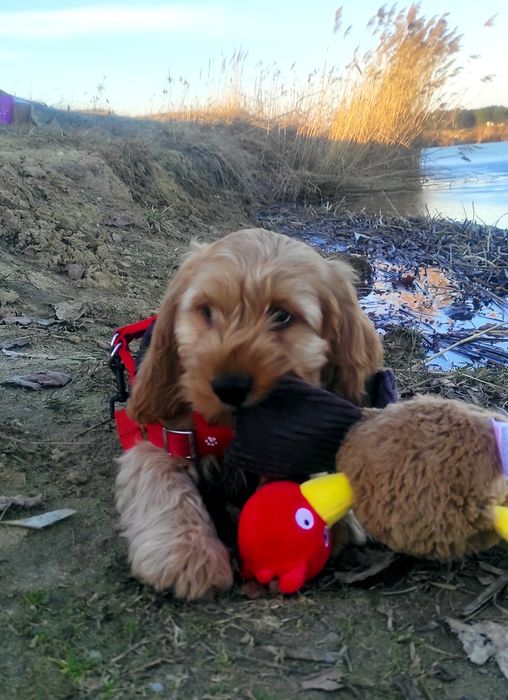 Piesek Cockapoo & pudel